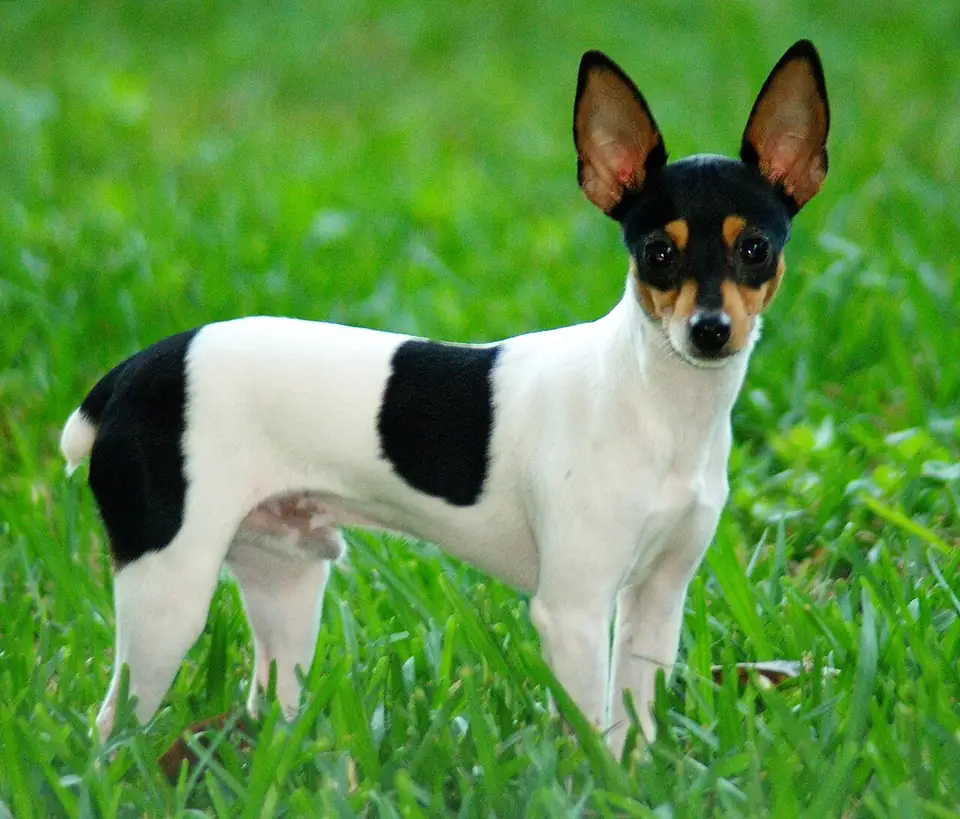 Adult Toy Fox Terrier standing on a wood floor.