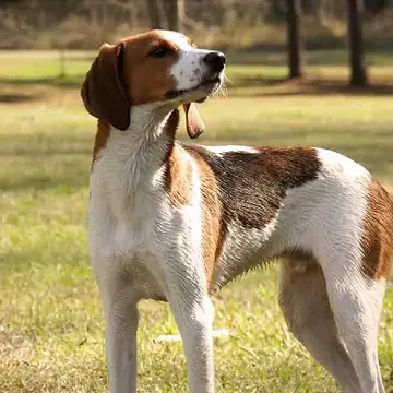 Adult Treeing Walker Coonhound standing on grass.