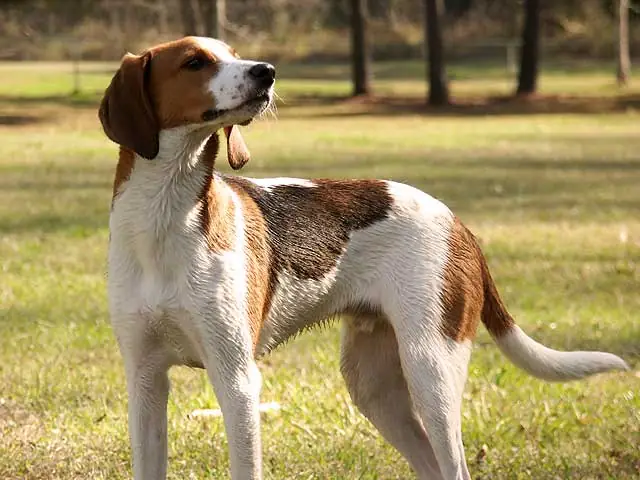Adult Treeing Walker Coonhound standing on grass.