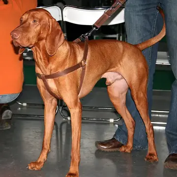 Adult Vizsla standing in grass.