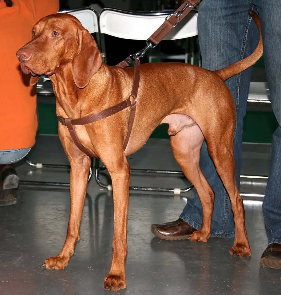 Adult Vizsla standing in grass.