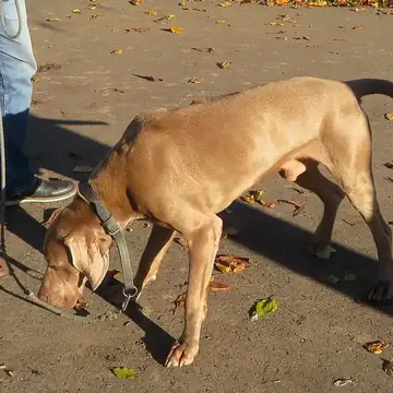 Adult Weimaraner standing in profile on a light floor.