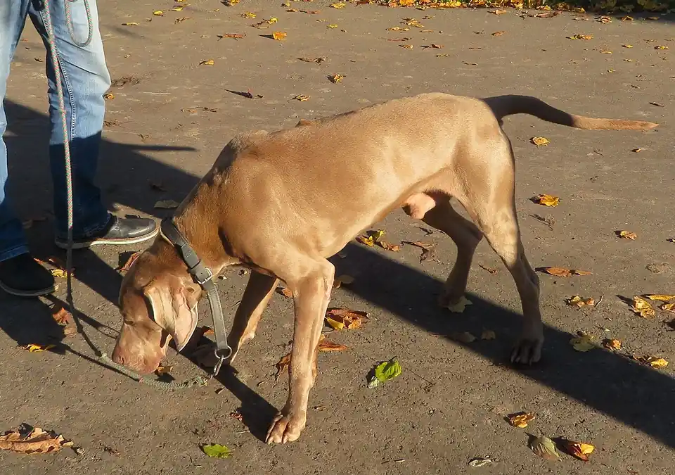 Adult Weimaraner standing in profile on a light floor.