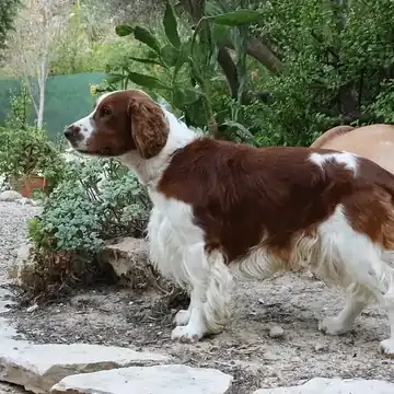 Adult Welsh Springer Spaniel standing in grass.