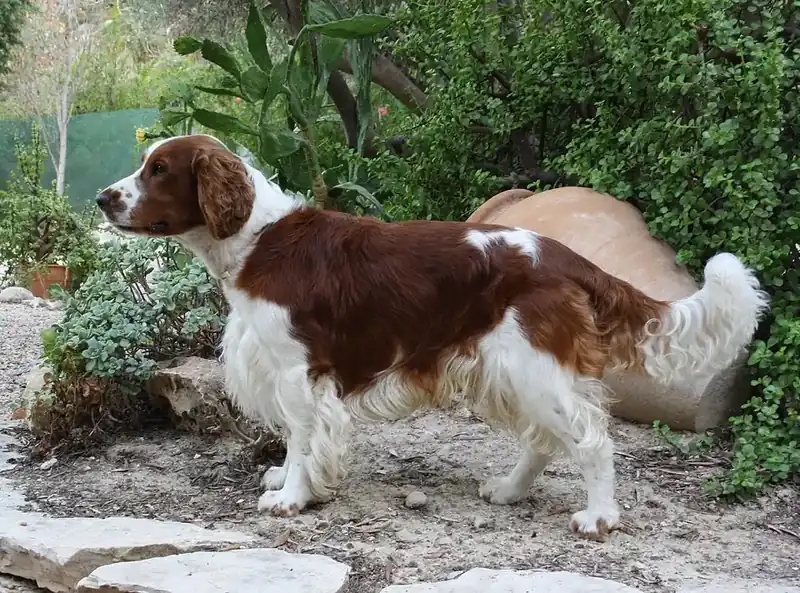 Adult Welsh Springer Spaniel standing in grass.