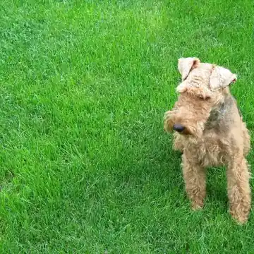 Adult Welsh Terrier standing on a wood floor.