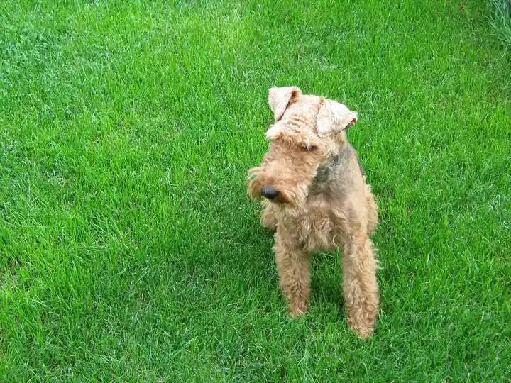 Adult Welsh Terrier standing on a wood floor.