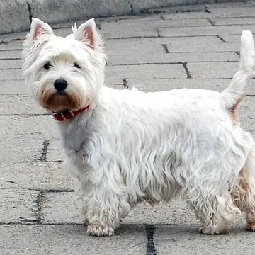 Adult West Highland White Terrier standing on grass.