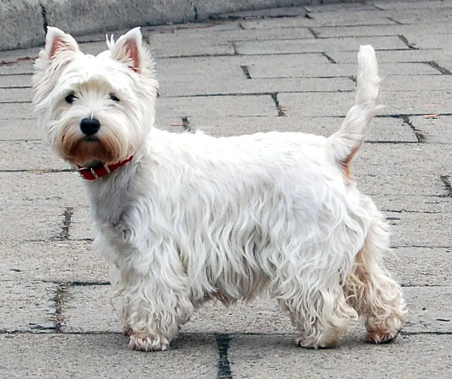 Adult West Highland White Terrier standing on grass.