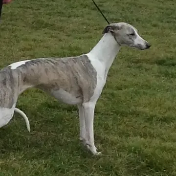Adult Whippet standing in profile on a light floor.