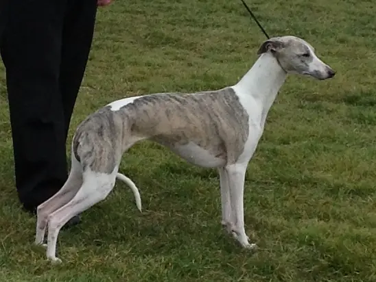 Adult Whippet standing in profile on a light floor.
