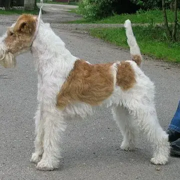Adult Wire Fox Terrier standing on a wood floor.