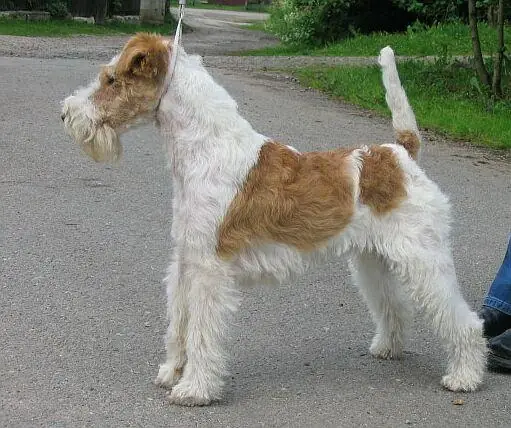 Adult Wire Fox Terrier standing on a wood floor.
