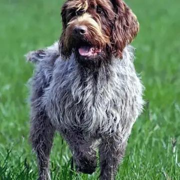 Adult Wirehaired Pointing Griffon standing in grass.