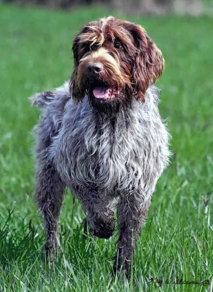 Adult Wirehaired Pointing Griffon standing in grass.
