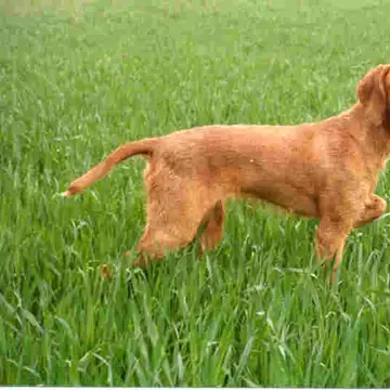 Adult Wirehaired Vizsla standing in grass.
