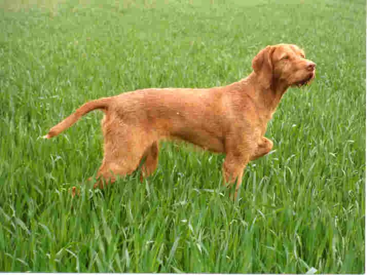 Adult Wirehaired Vizsla standing in grass.
