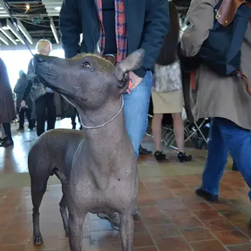 Adult Xoloitzcuintli standing in profile on a light floor.