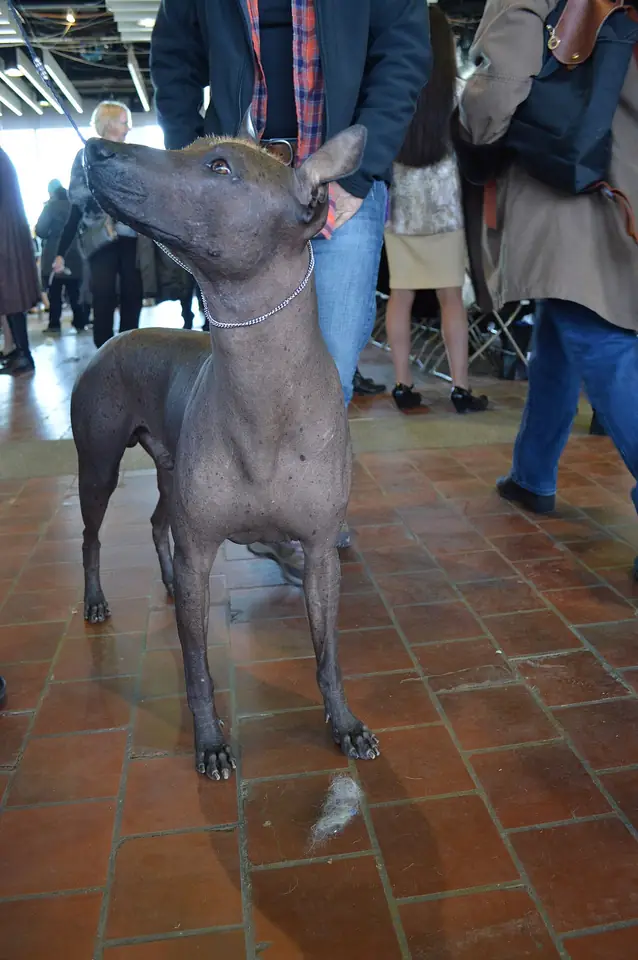 Adult Xoloitzcuintli standing in profile on a light floor.