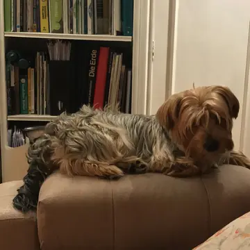 Adult Yorkshire Terrier standing on a wood floor.