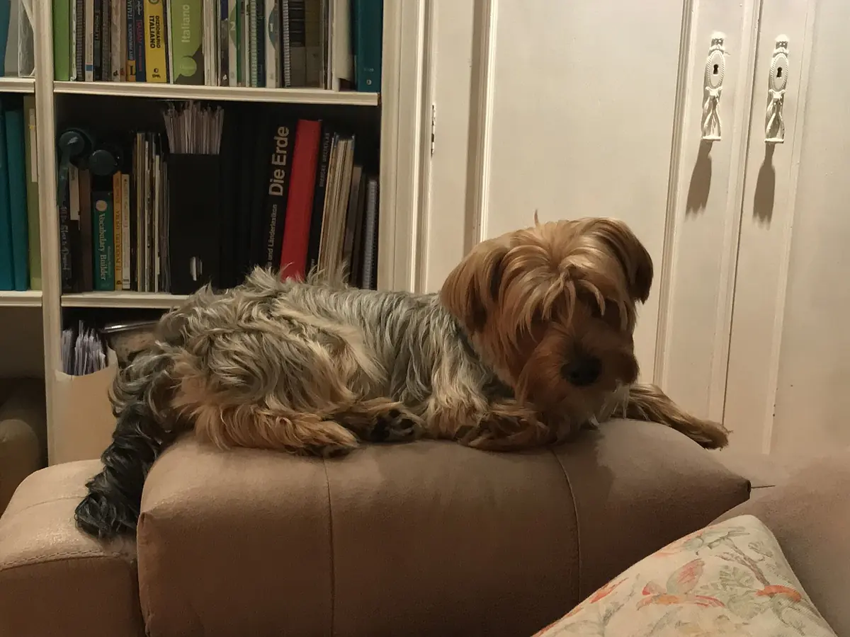 Adult Yorkshire Terrier standing on a wood floor.