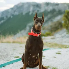 Doberman — Dog Unpacked