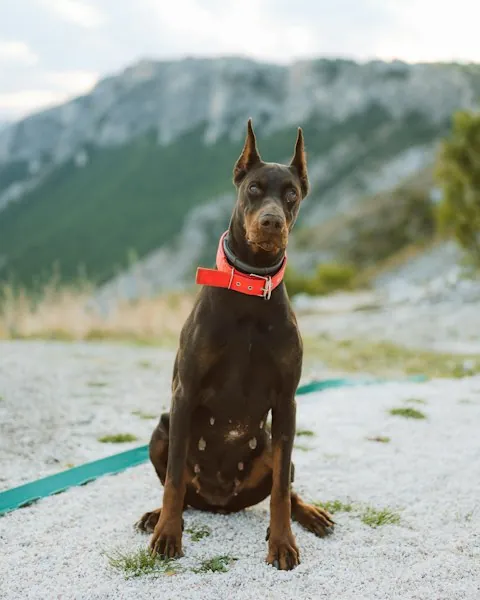 Doberman — Dog Unpacked