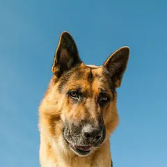 German Shepherd — Dog Unpacked