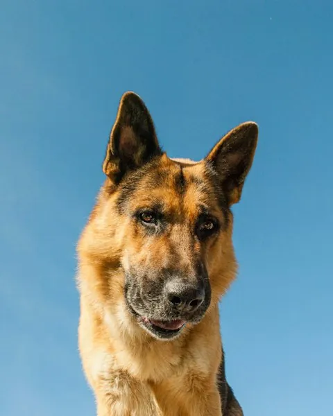 German Shepherd — Dog Unpacked