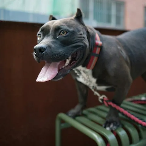 Pit Bull — Dog Unpacked