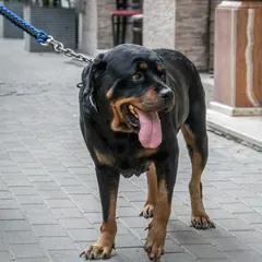 Rottweiler — Dog Unpacked